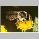 Megachile centuncularis - Blattschneiderbiene 01a 10mm - Sandgrube Niedringhaussee.jpg